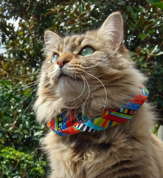 Cat Collar Cover - Cat Size - Bold multicoloured stripes