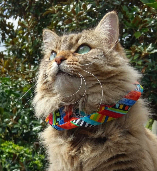 Cat Collar Cover - Cat Size - Diagonal rainbow stripes