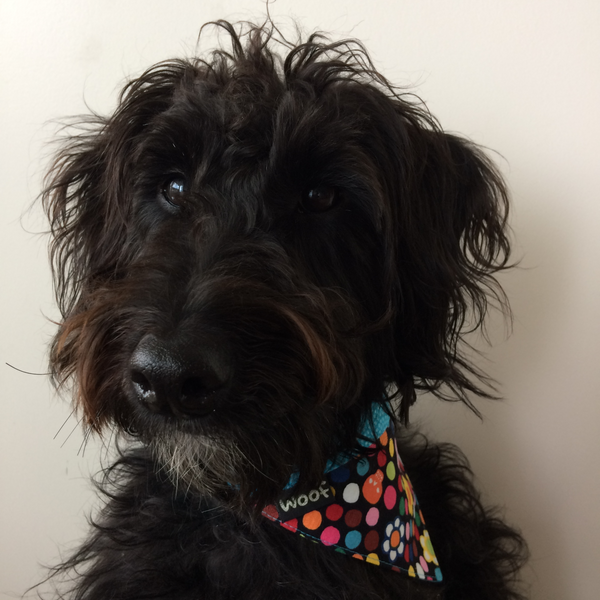 Dog Bandana - Tie on style