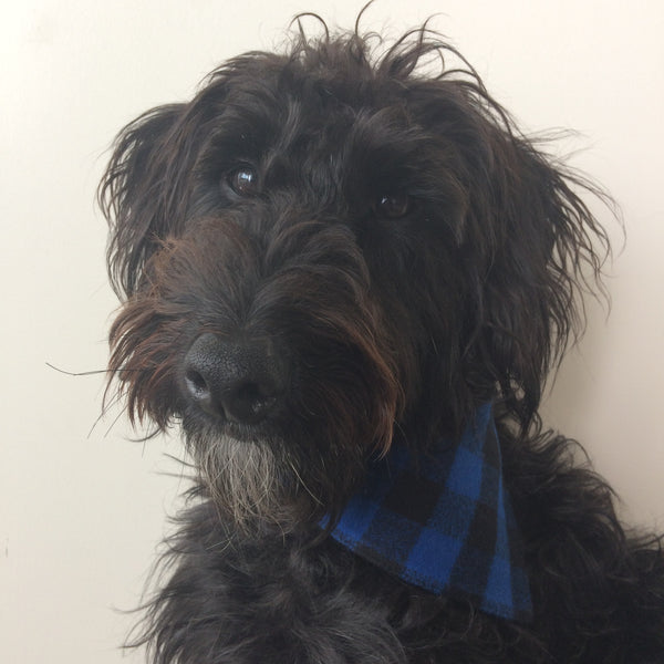 Dog Bandana - Tie on style
