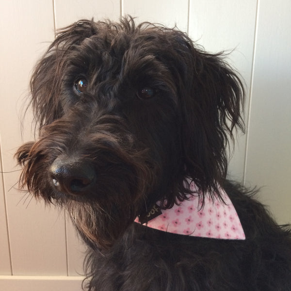 Dog Bandana - Tie on style