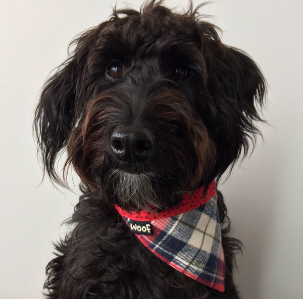 Dog Bandana - Tie on style