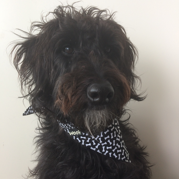 Dog Bandana - Tie on style